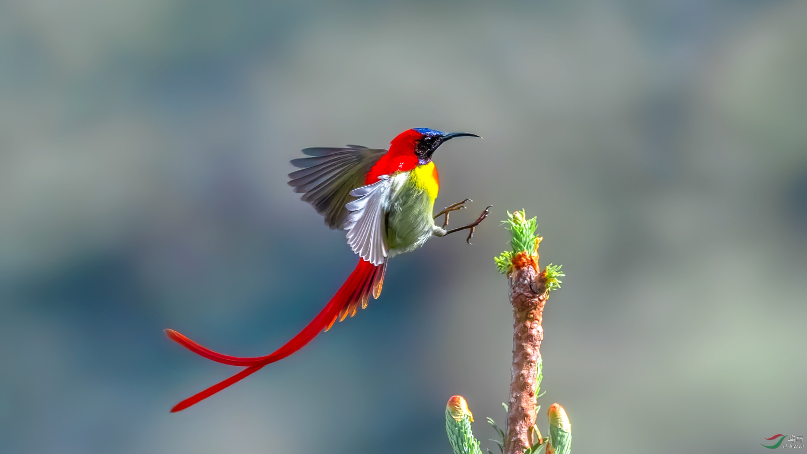 火尾太阳鸟色彩绚丽祝贺荣获首页鸟类精华