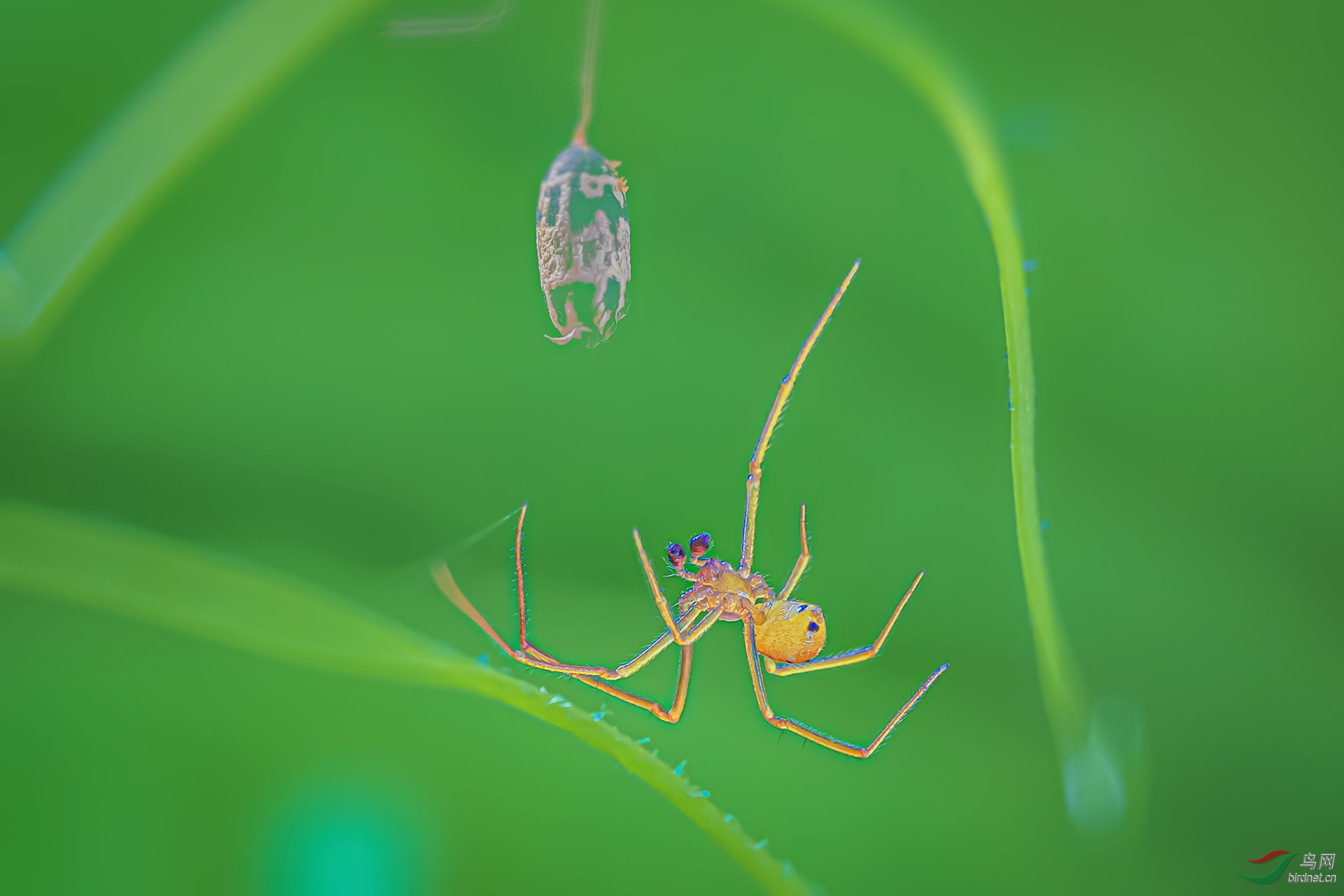 ��