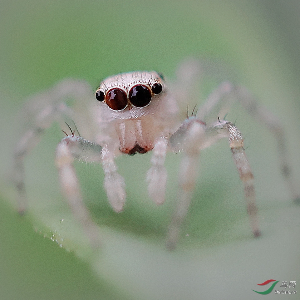 小白跳蛛贺获鸟网首页精华