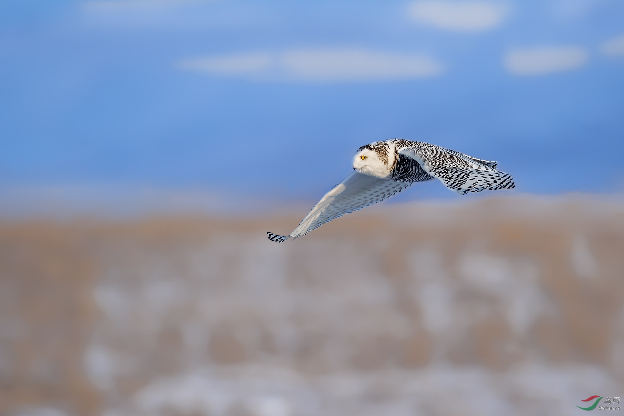 雪丨鸮(祝贺老师佳作荣获网站首页鸟类精华)