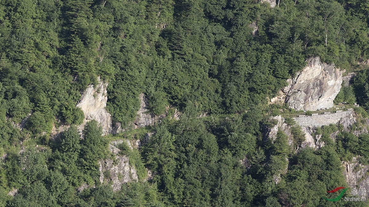 全景�
