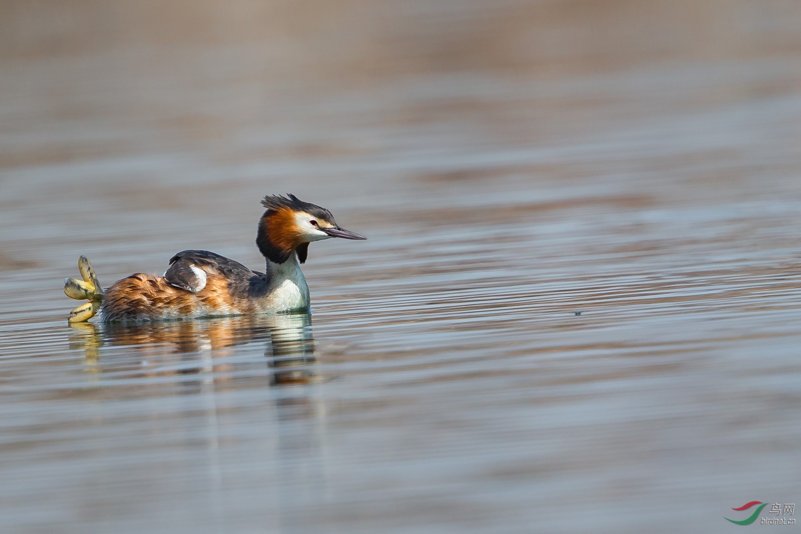 水鸟看看我的脚蹼凤头鸊鷉