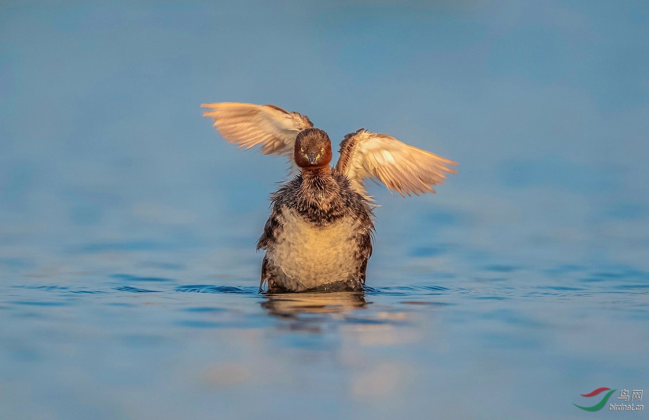 С���eչ��