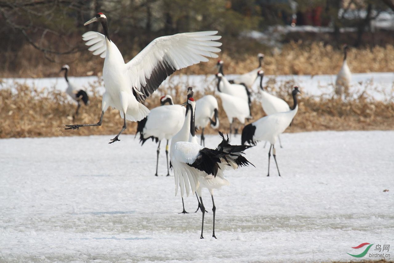 grus_japonensis_-hokkaido,_japan_-several-8.jpg