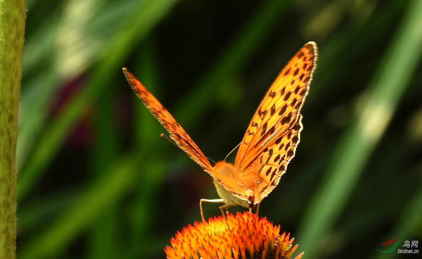 DSCN5036.JPG