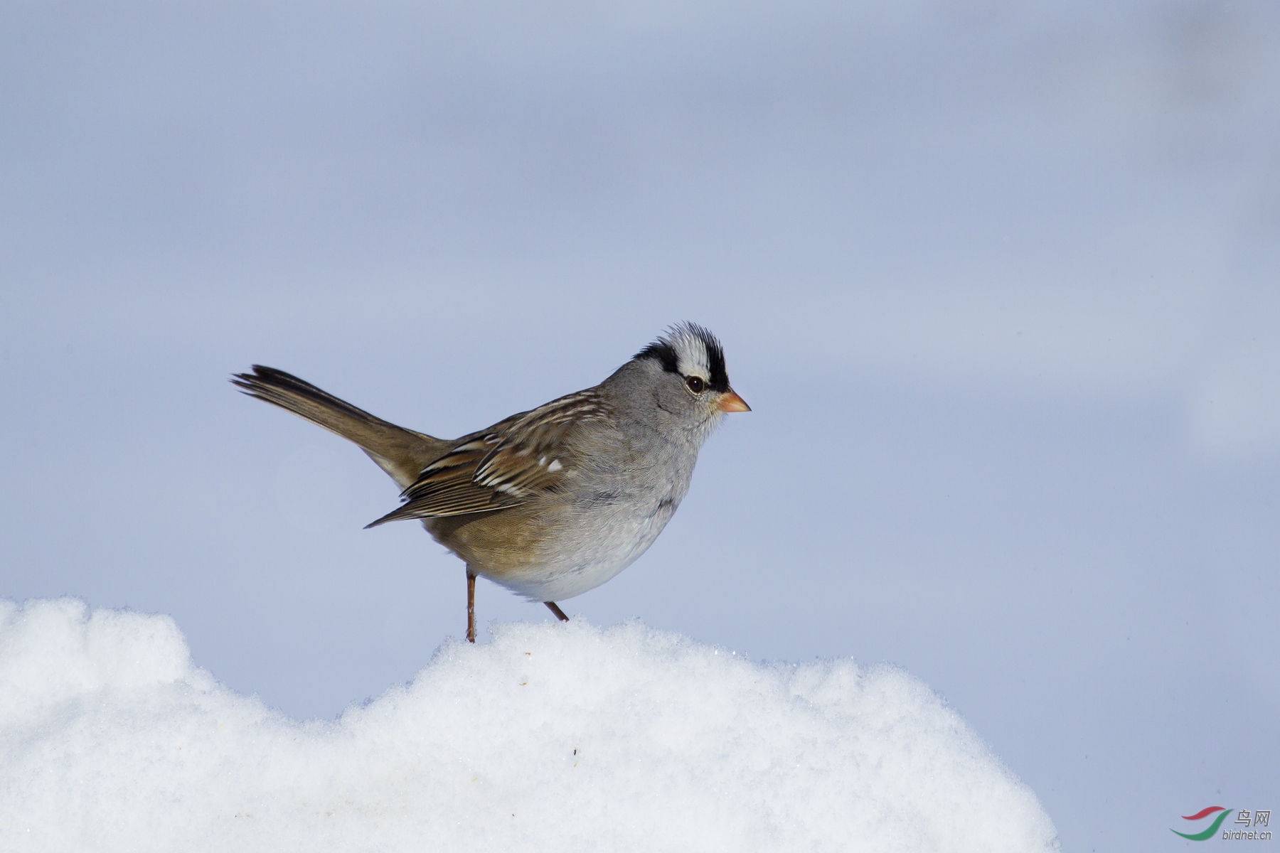 [综合] 图文-----鸟网人