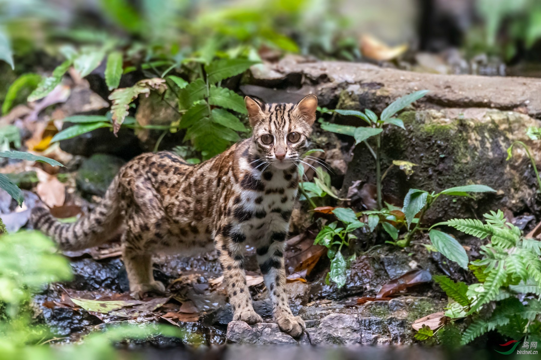 野生飞猫图片图片