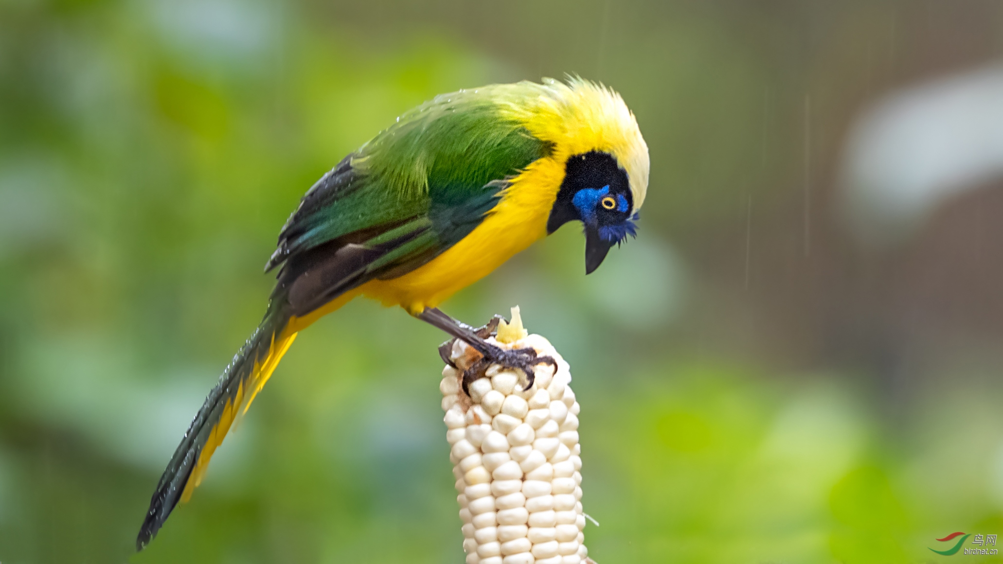 南美洲印加绿蓝鸦