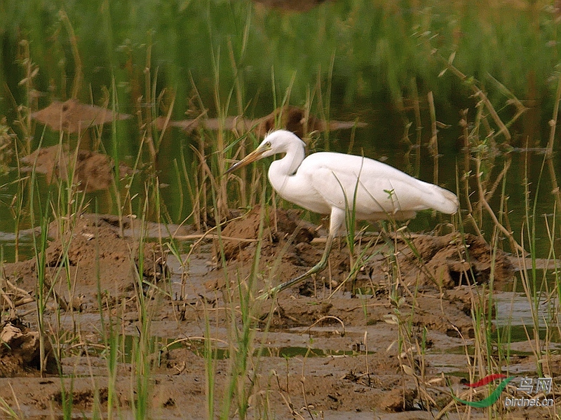 P5130886 - ����.JPG