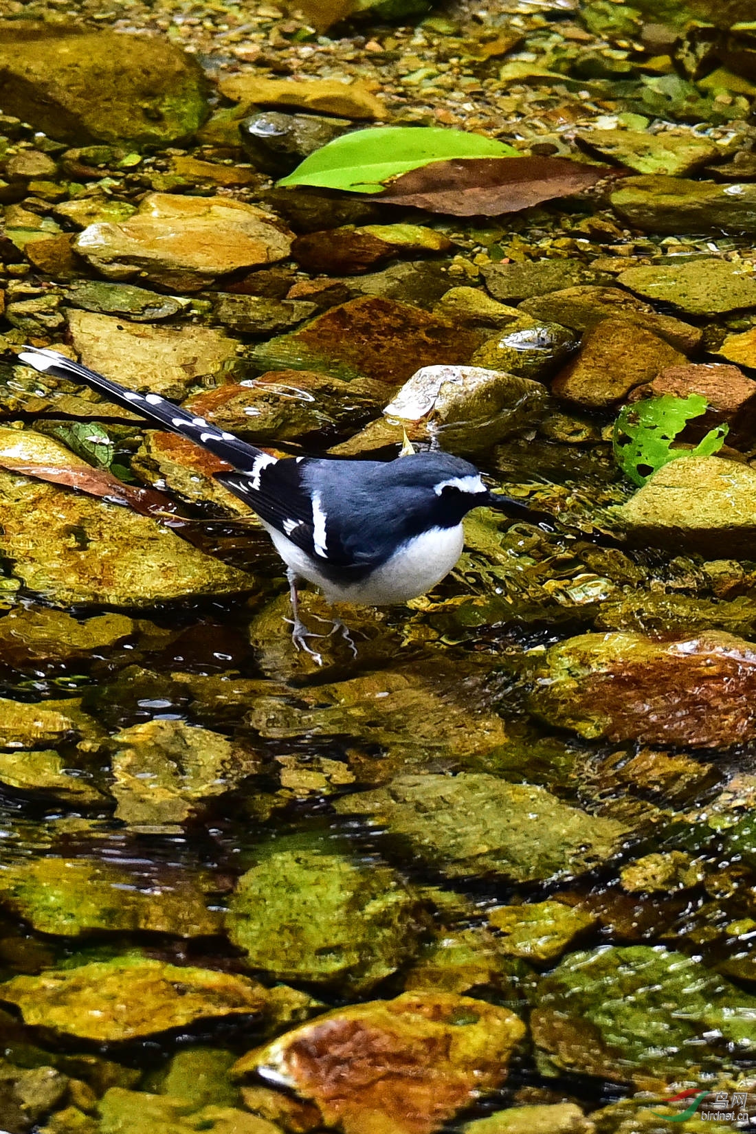 DSC_0661.JPG