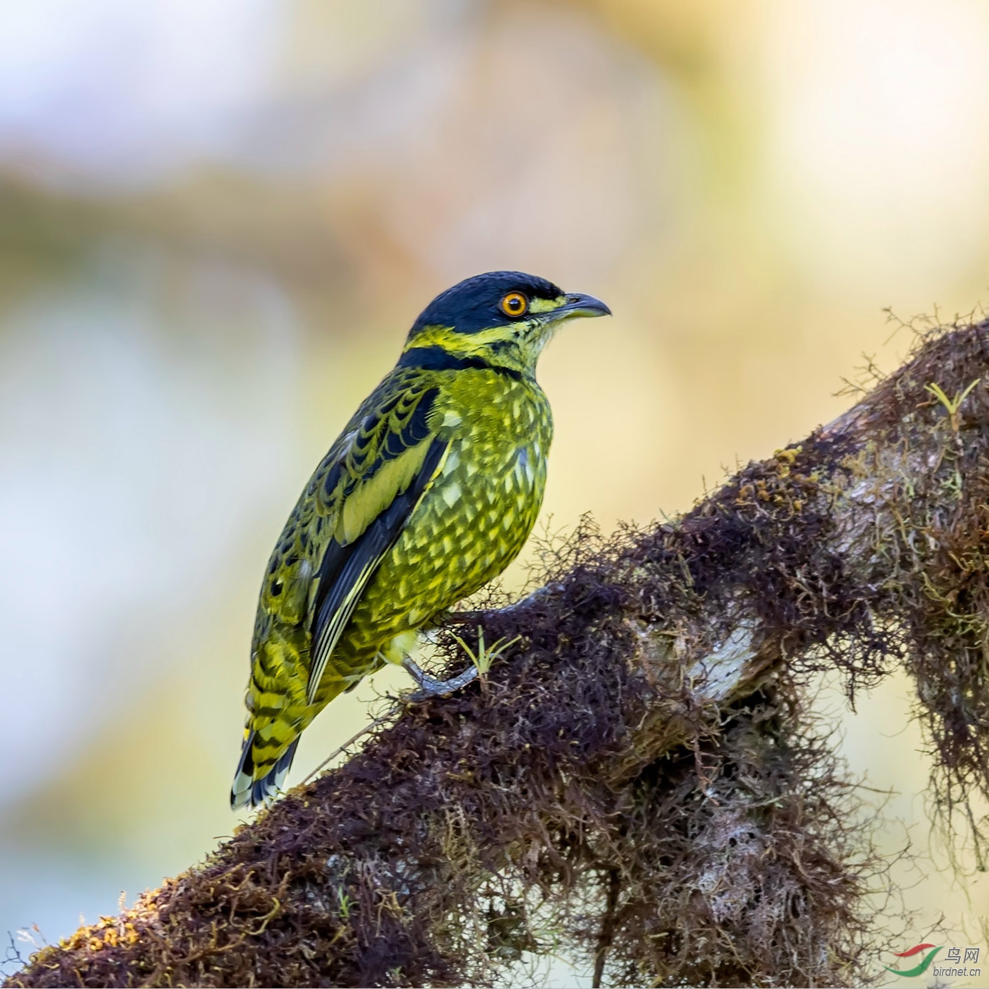 南美洲明星鸟鳞斑食果伞鸟