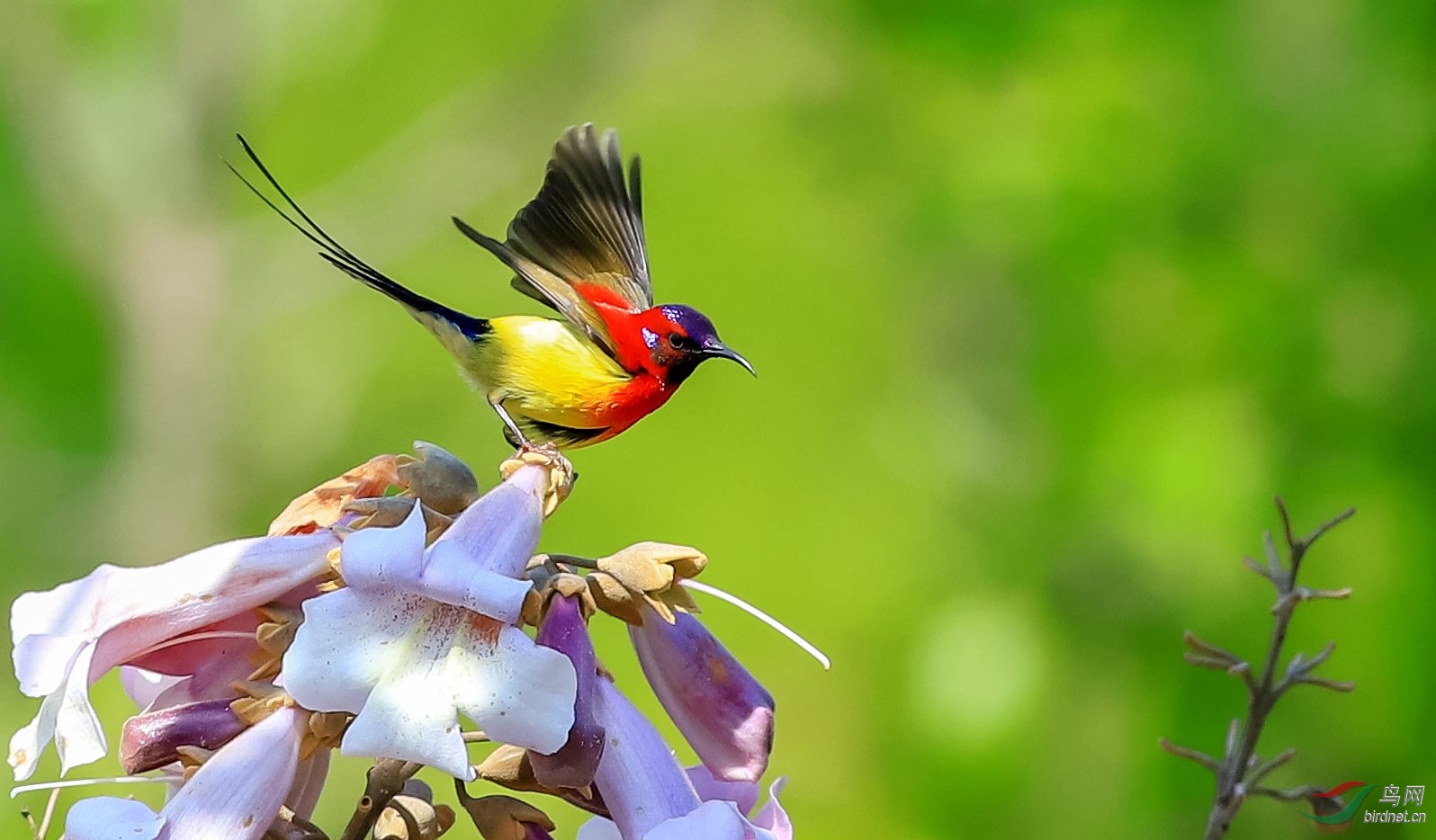 Ư����С����