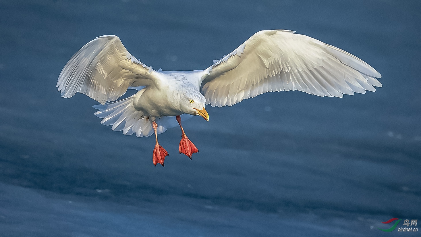 [林鳥] 《捕食》-----北極鷗