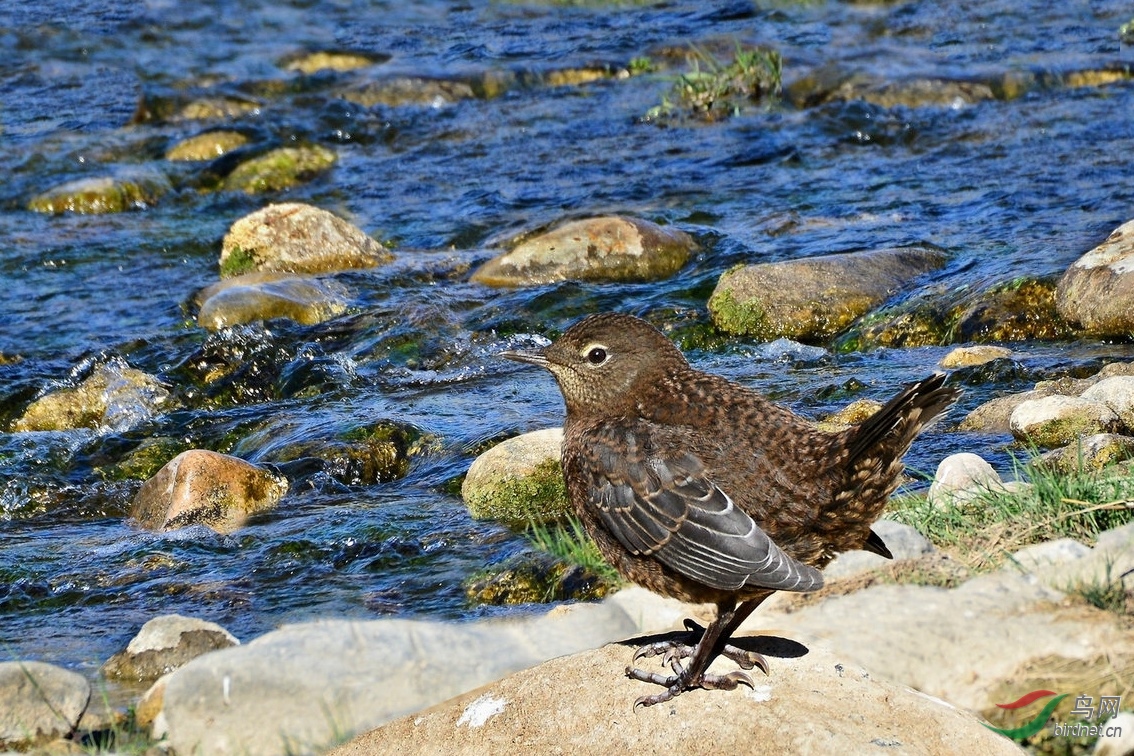 信息挪威国鸟河乌祝贺荣获首页图文精华