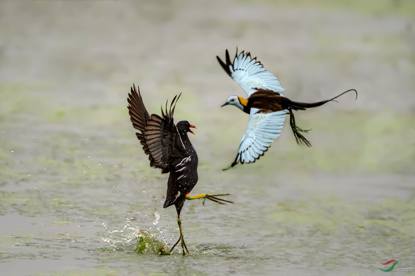 黑白斗祝贺荣获首页鸟类精华