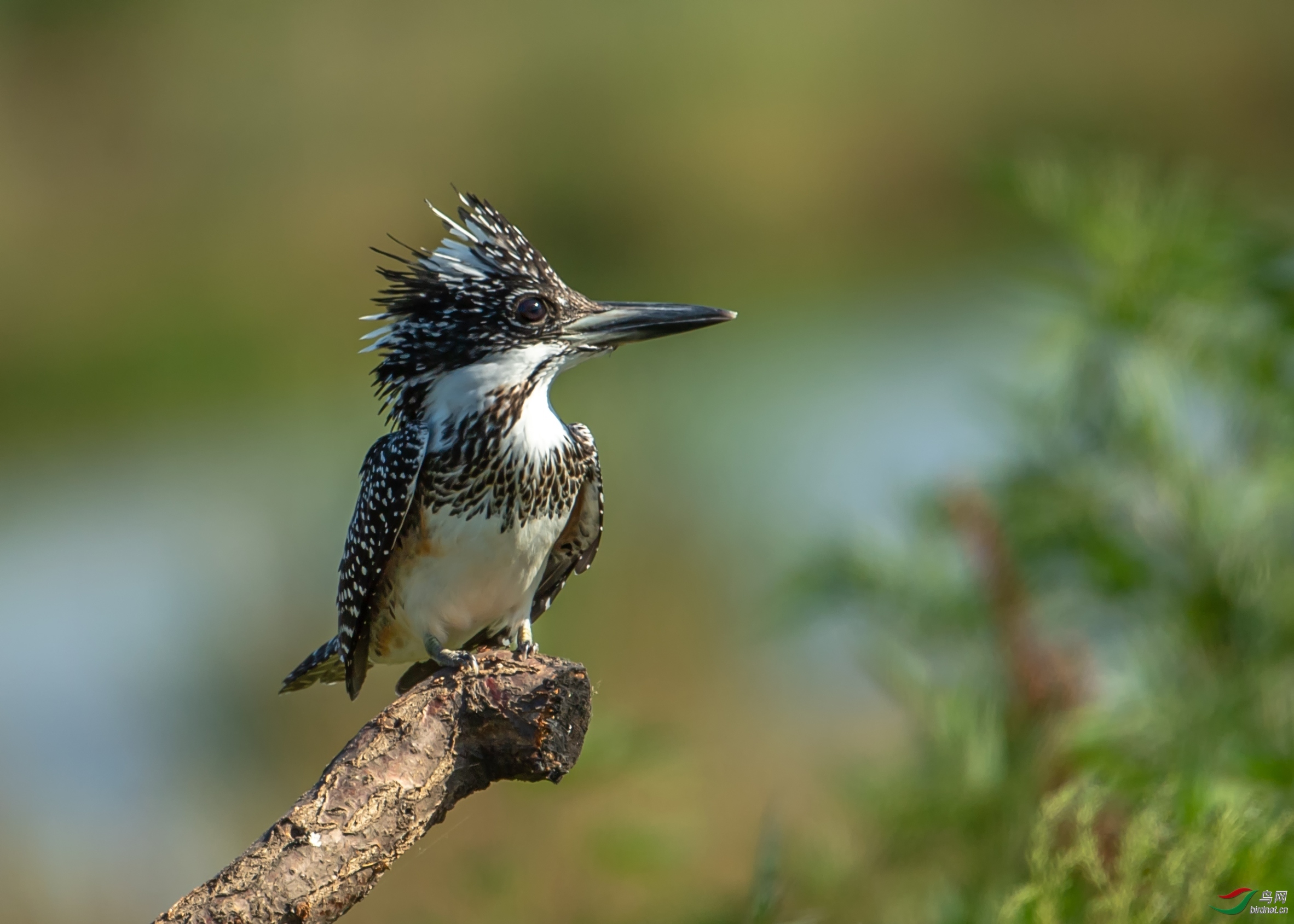 ʥԼɪ ��ʦ�����ںӱ�ʡʯ��ׯ��.jpg