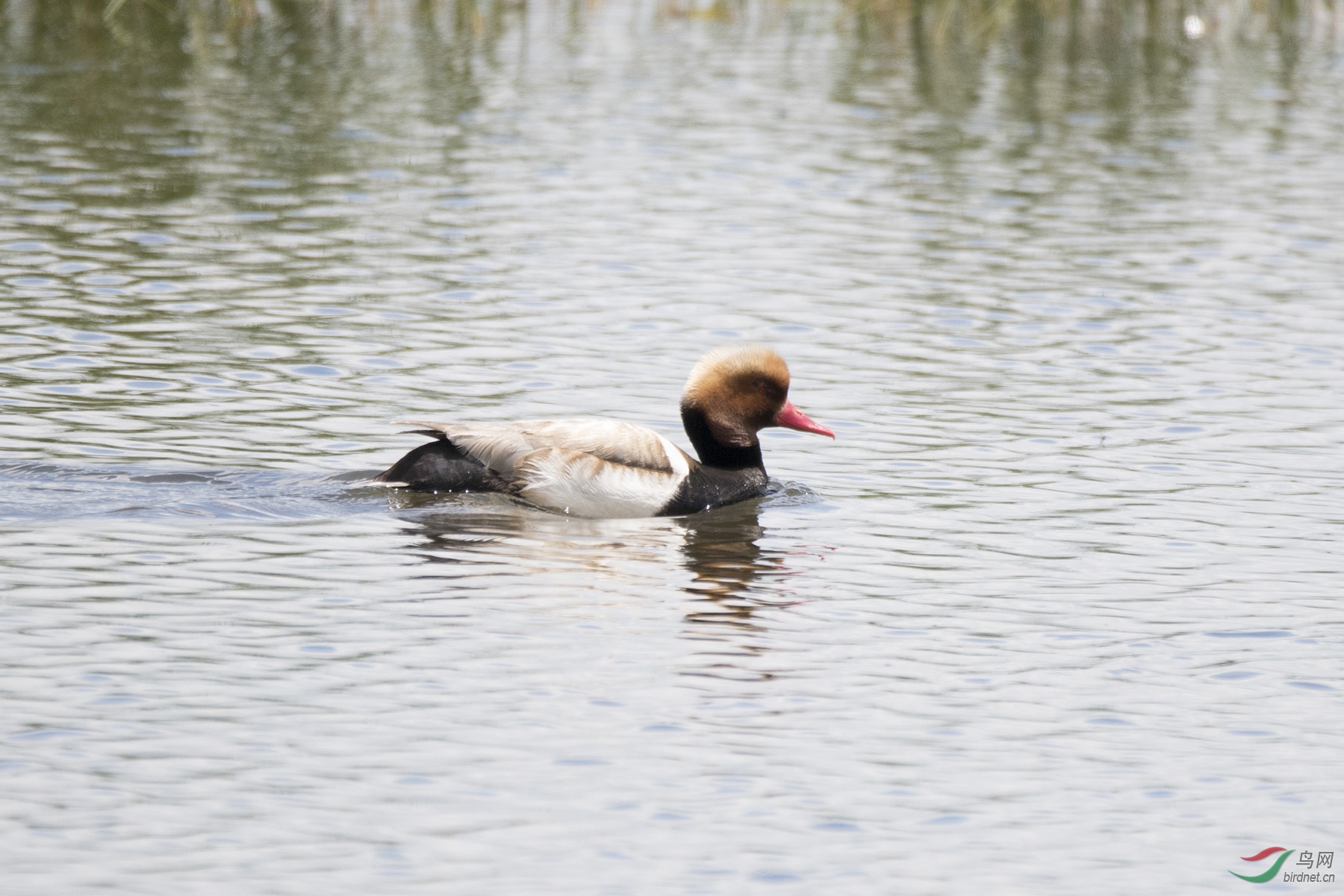 DSC_7658.jpg