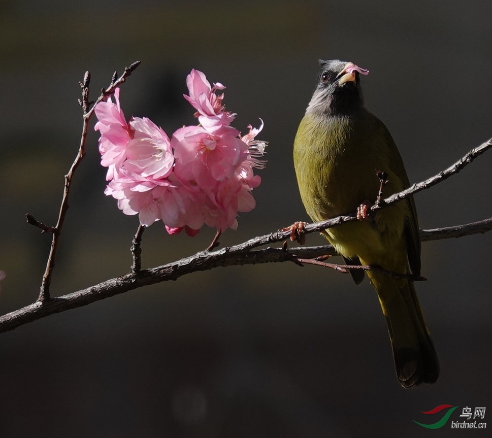 DSC05493_��ͼ����2020.3.2��.jpg