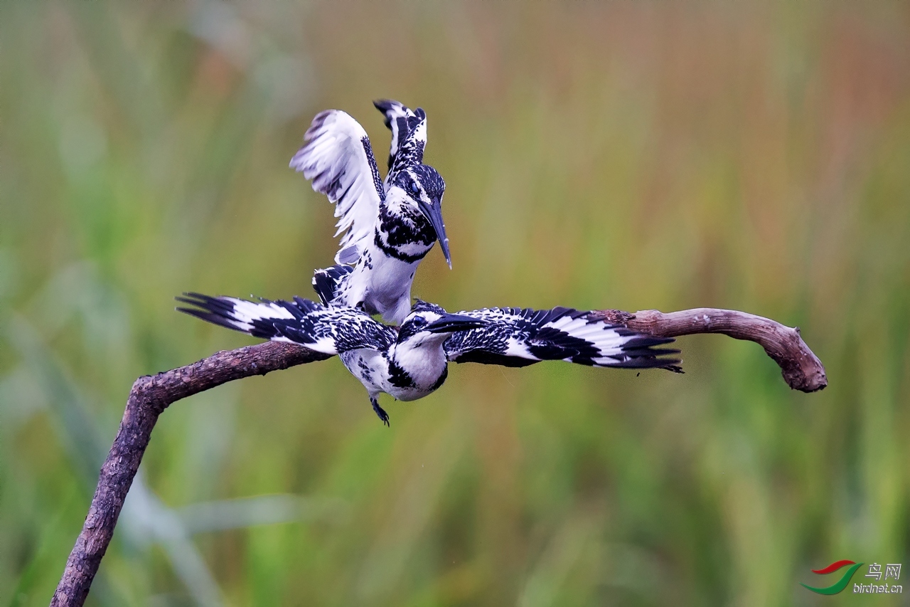 ��ͷ���� ��ʦ�����ں���ʡ������.jpg