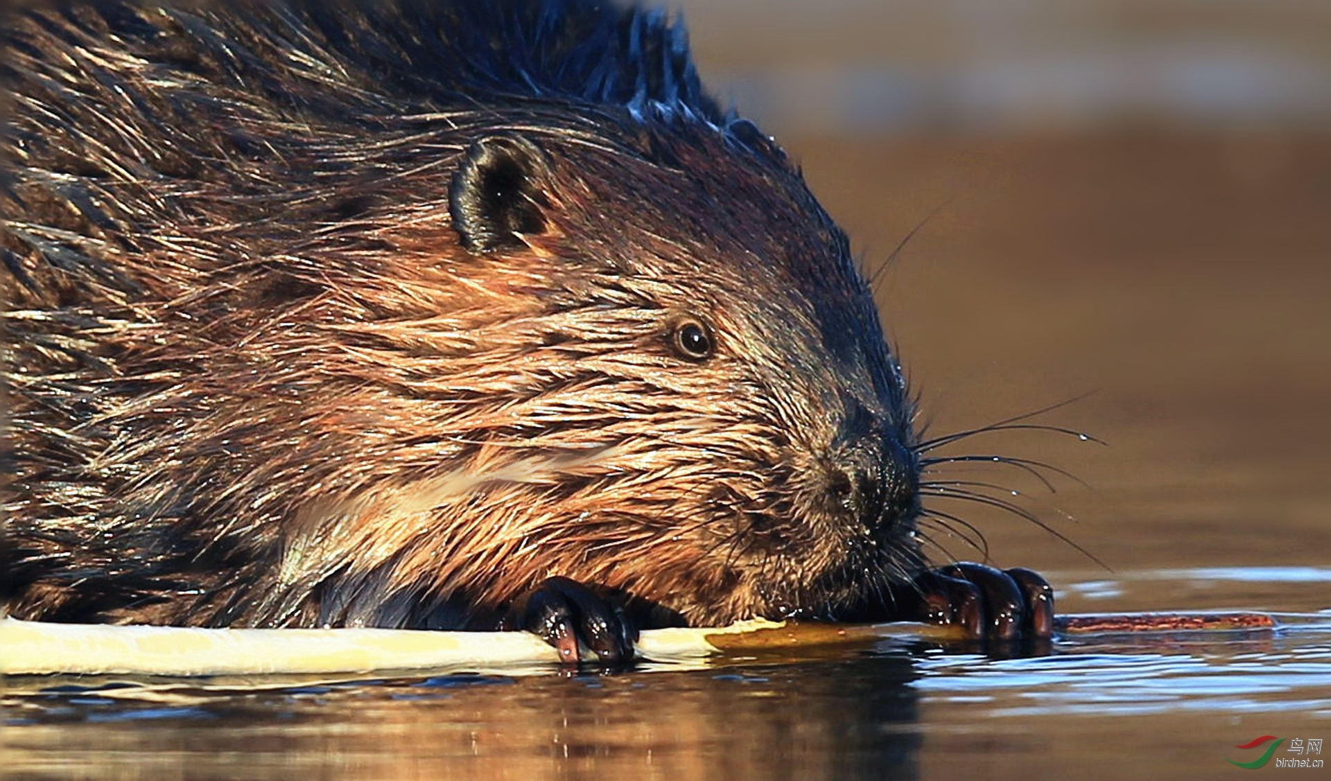 河狸祝贺老师佳作荣获图文精华