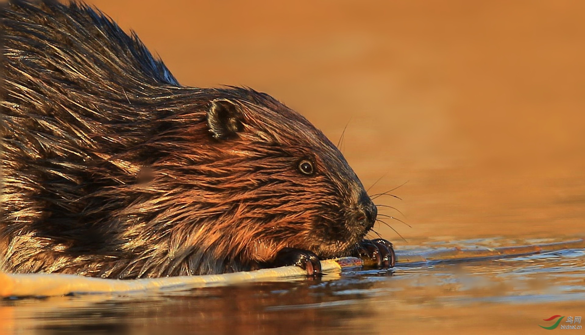 河狸祝贺老师佳作荣获图文精华