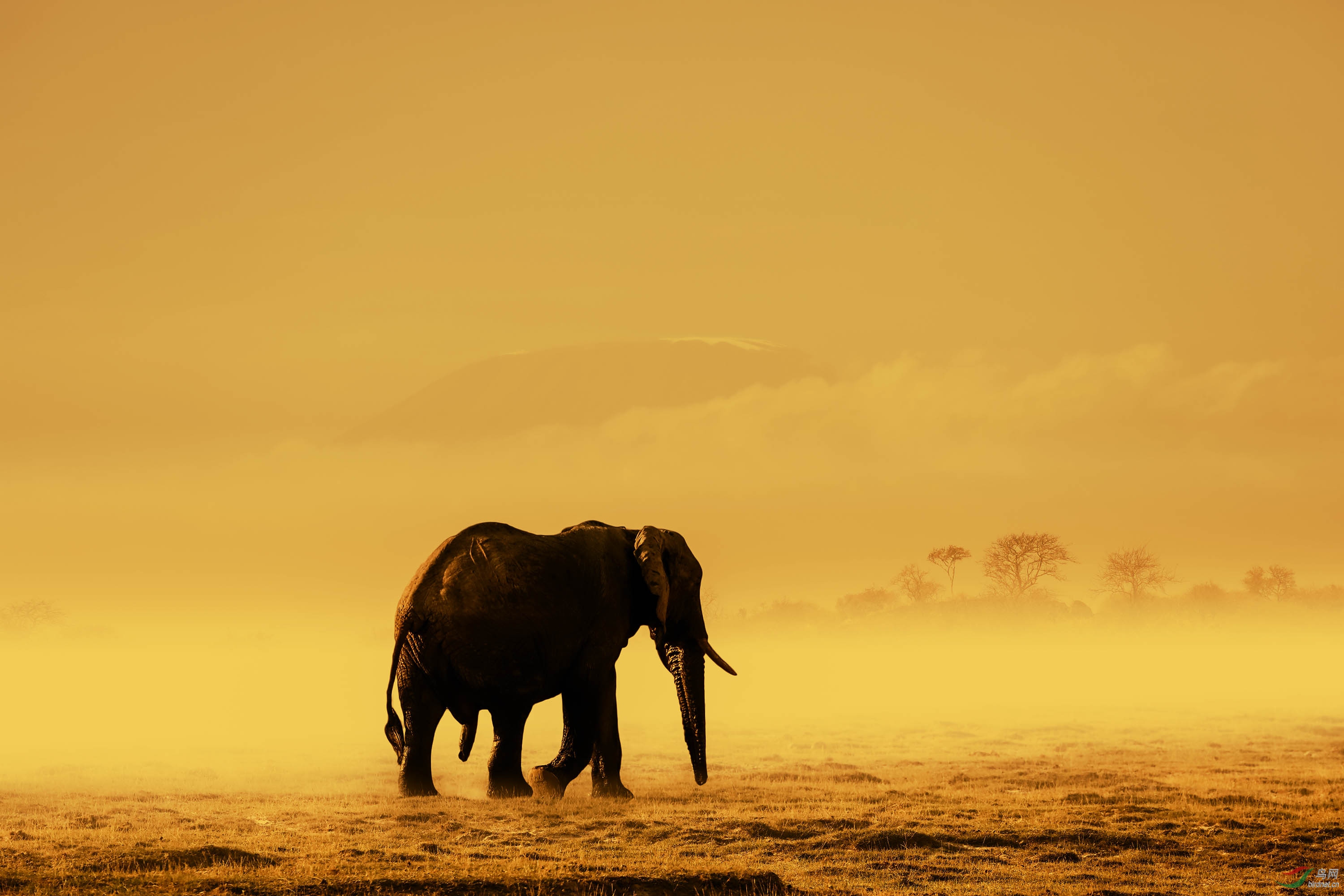 暮色下的非洲象