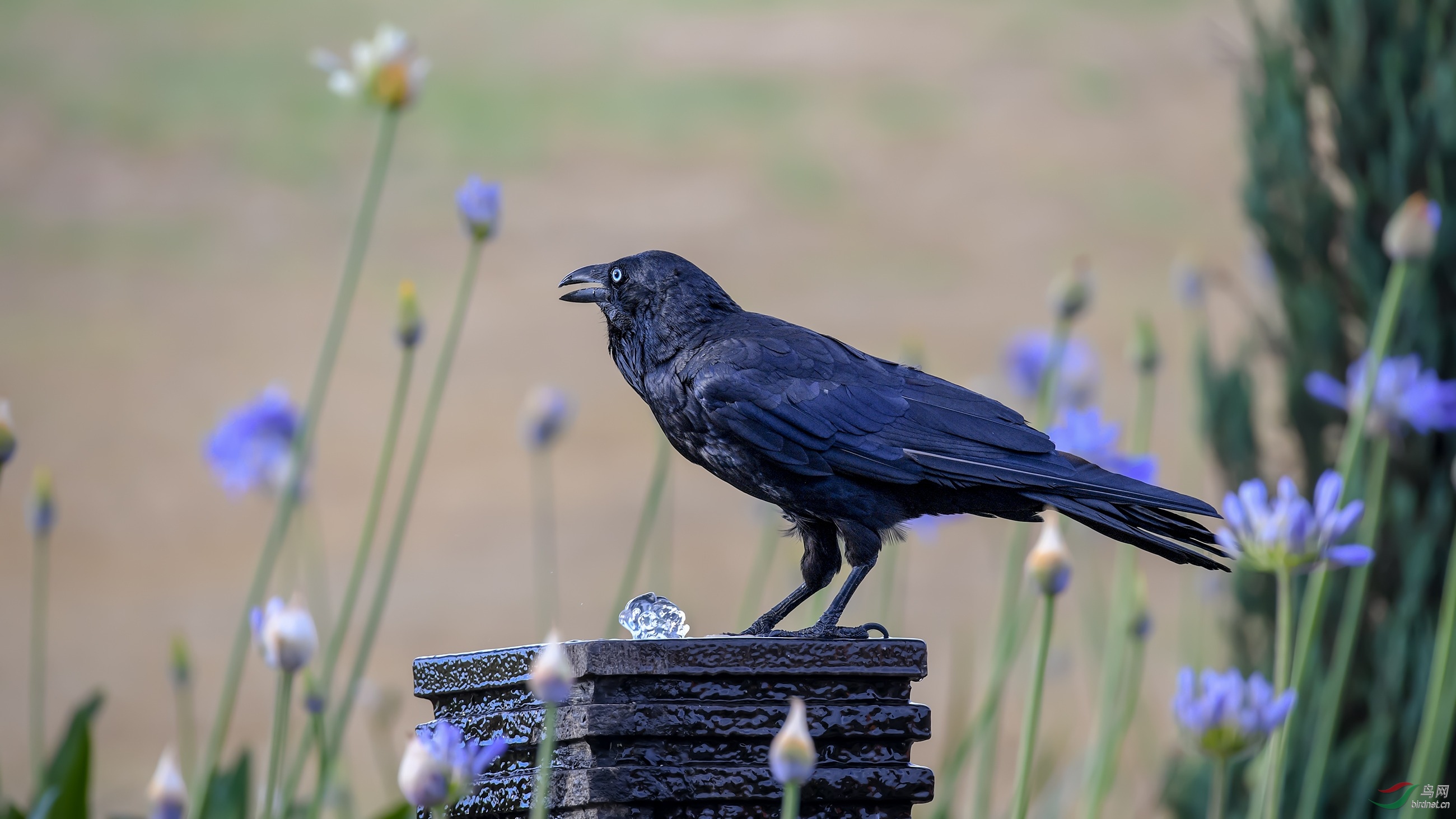 DSC_34851.jpg