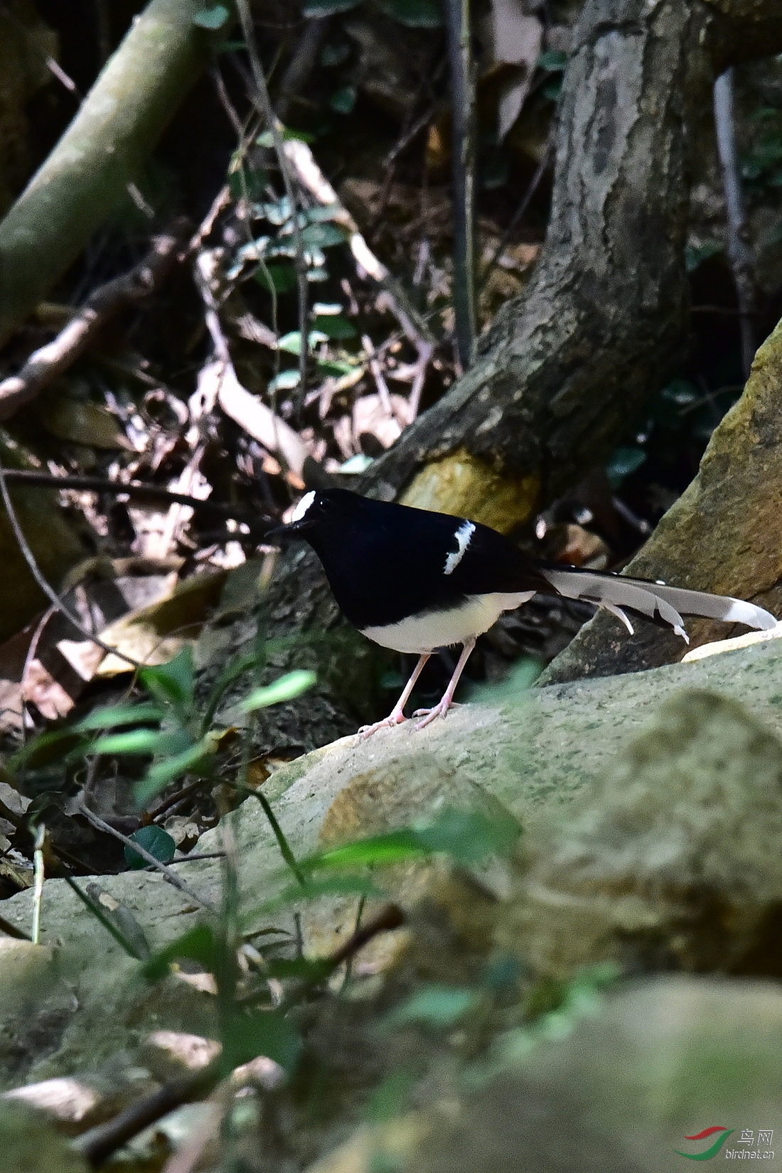 DSC_0676.JPG