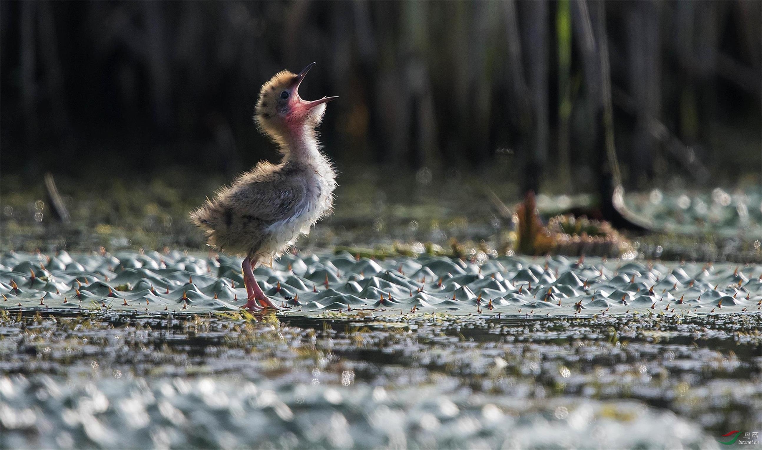 DSC_3804 ������.jpg