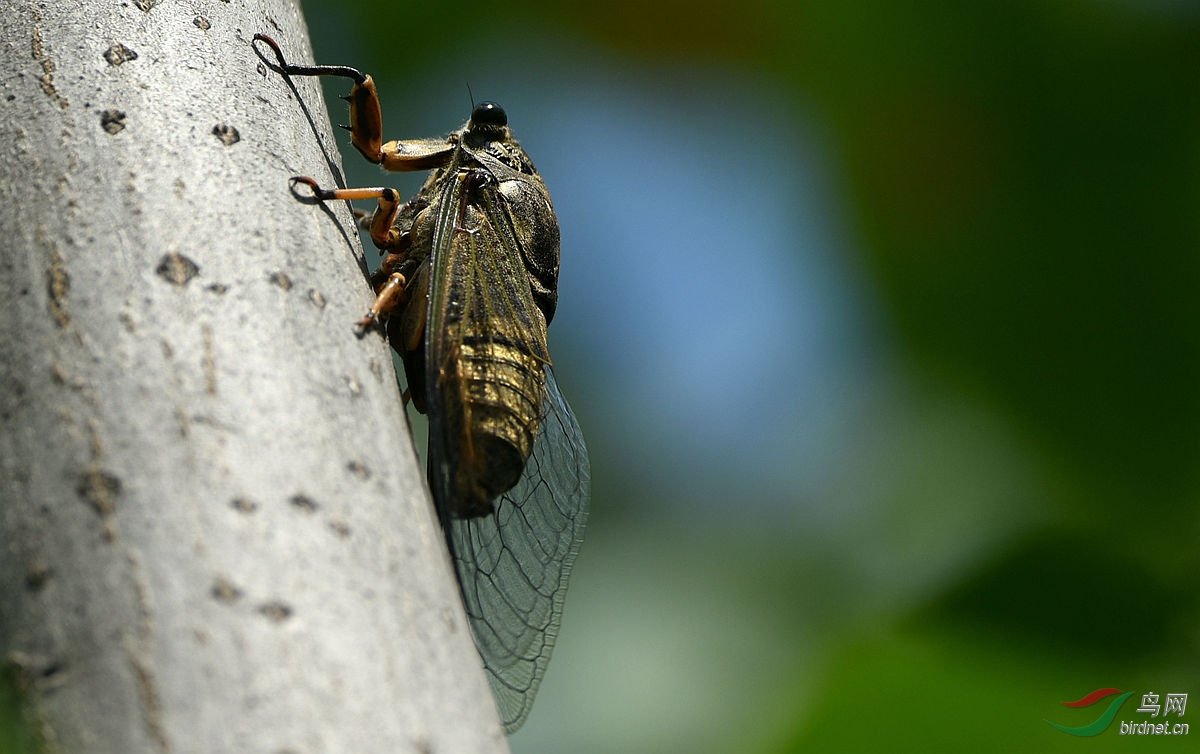 [昆虫] 蝉