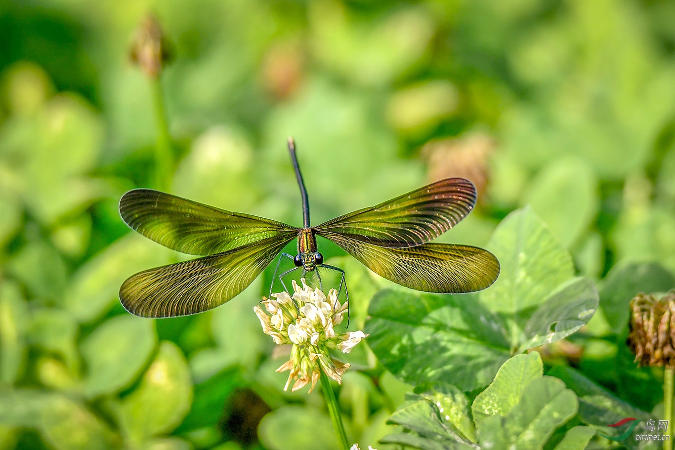 ͸������ɫ�Z