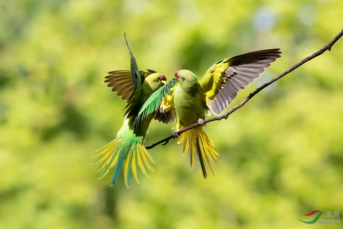 红嘴鹦鹉飞入怀中