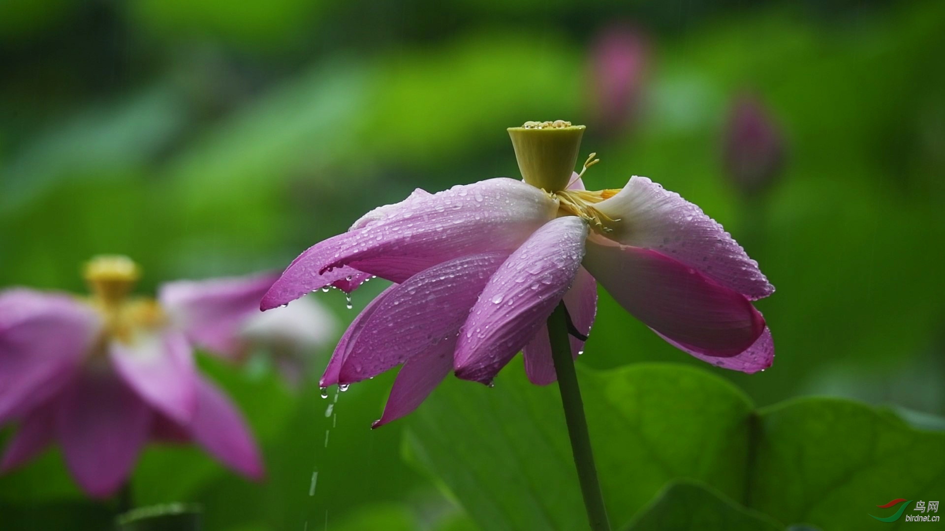 DSC_4790 00_00_01-00_00_06_Moment-1-1.jpg