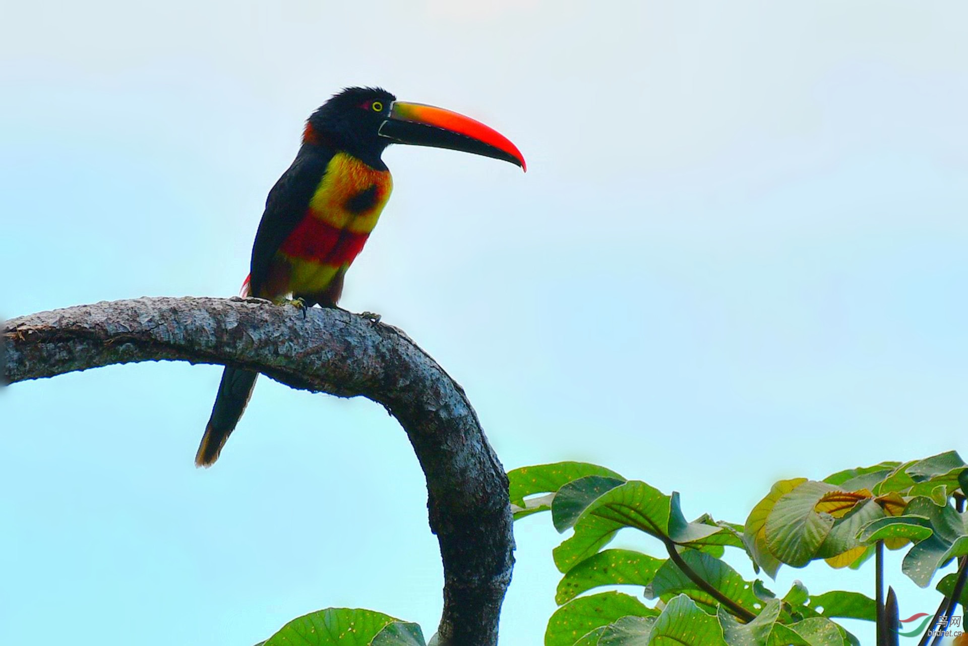 【红嘴簇舌巨嘴鸟】(贺获图文精华)