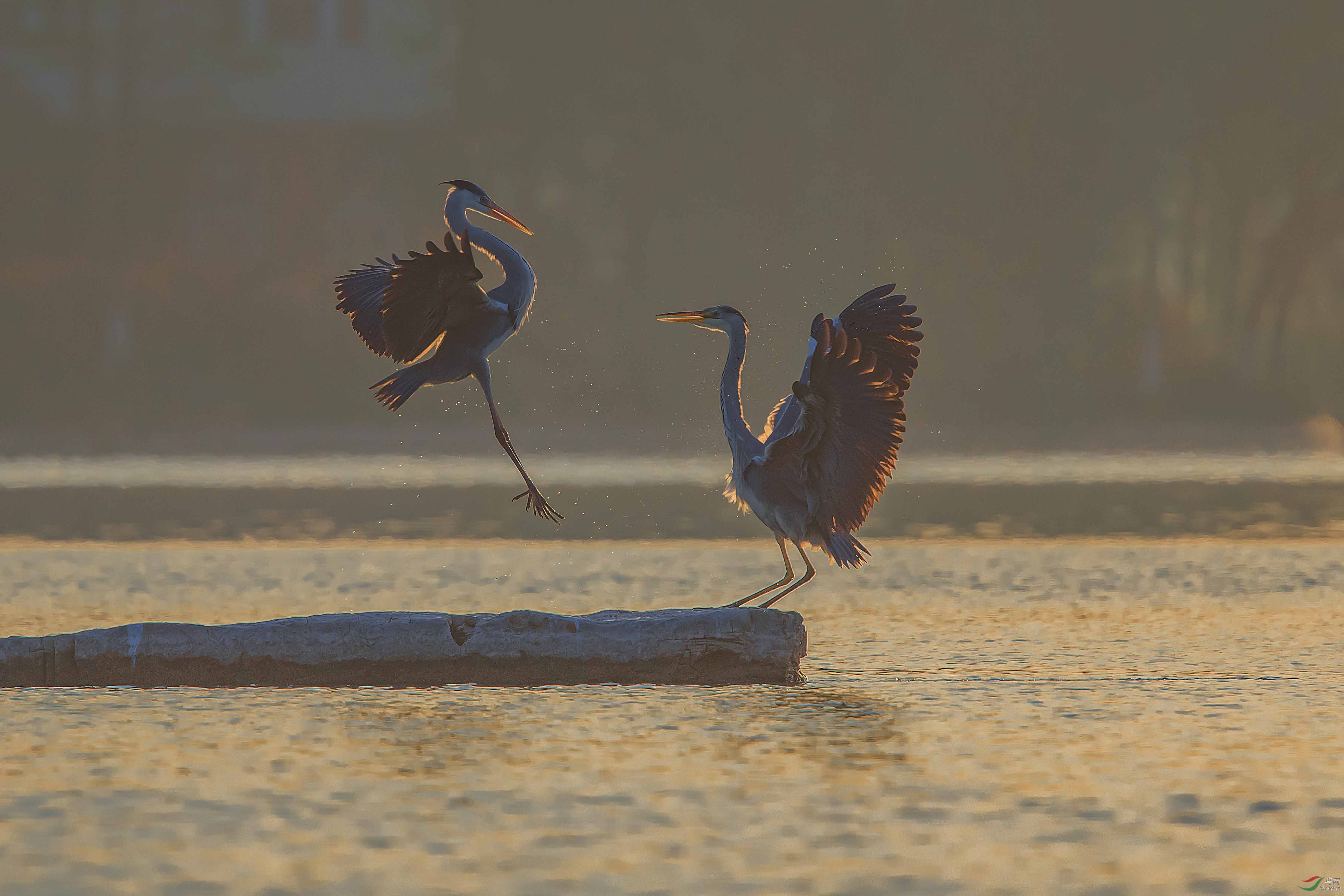 DSC_2192 ������.jpg