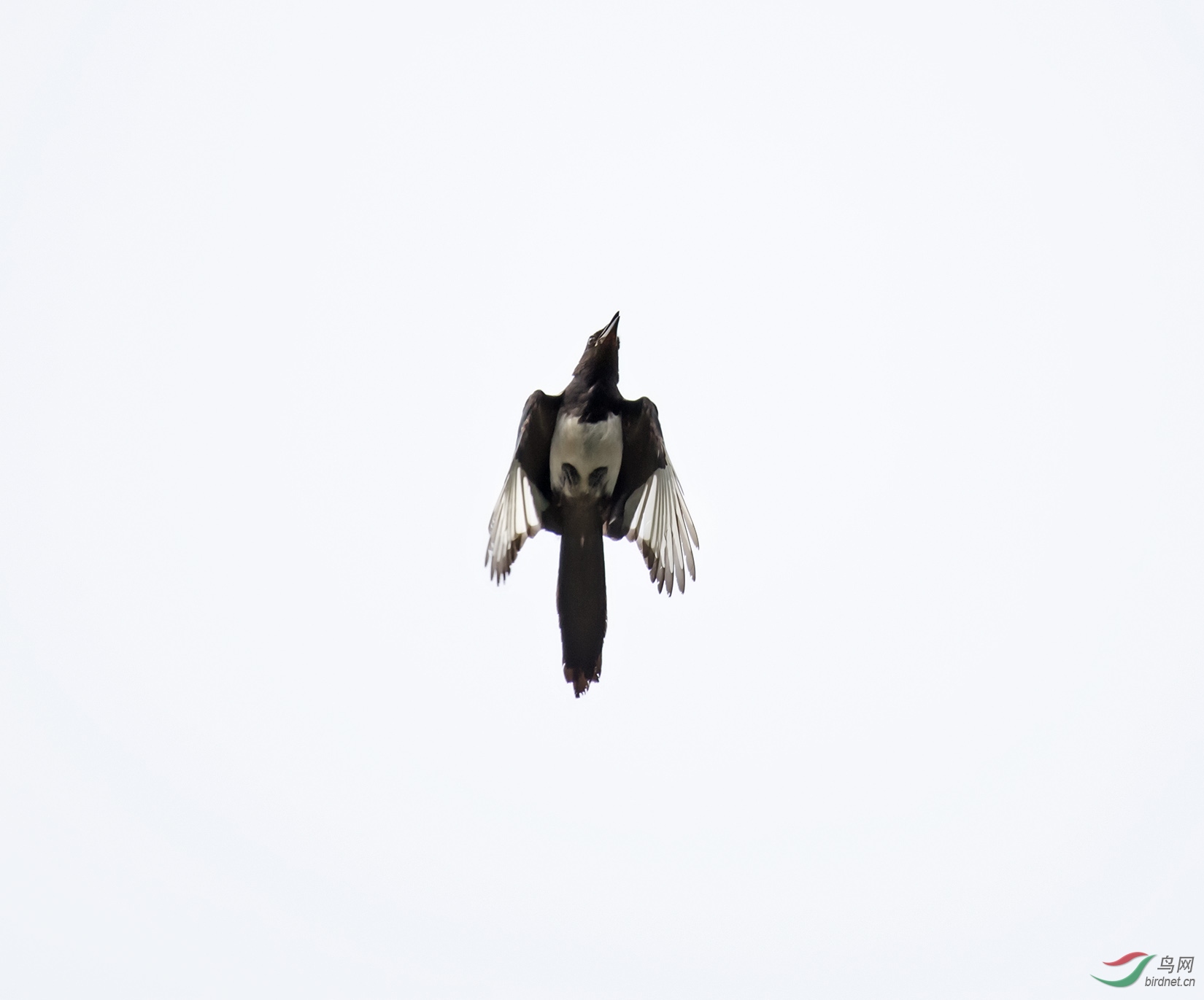 DSC_9506.jpg