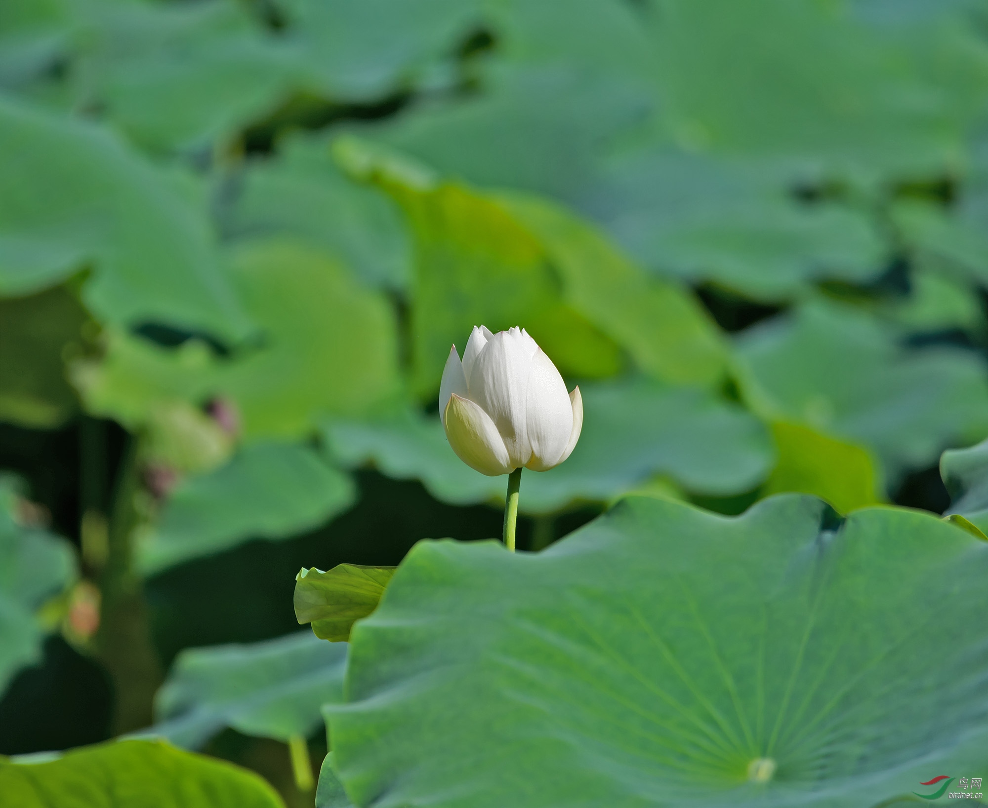 DSC_9777.jpg