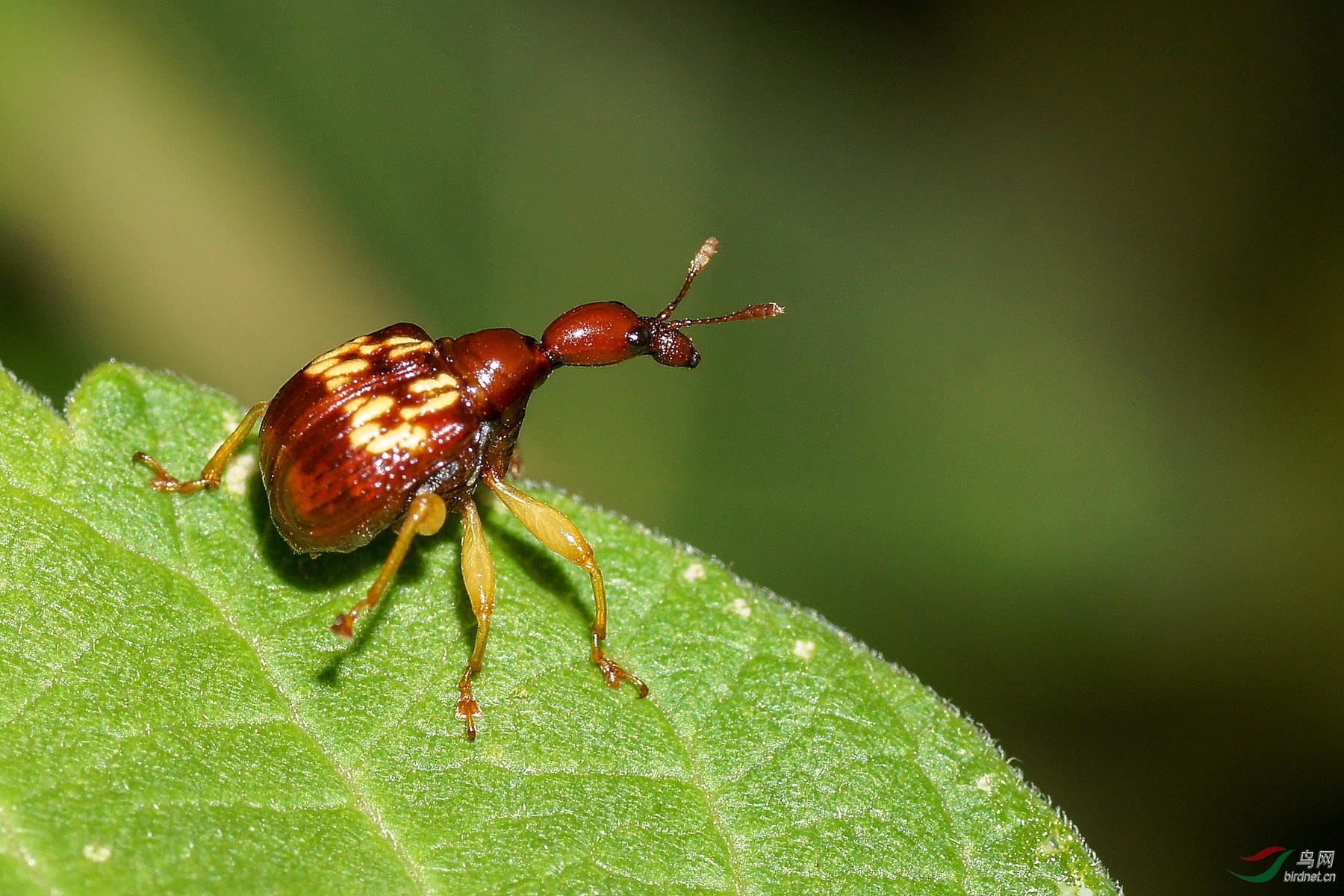 [昆虫] 微拍---黄斑卷象