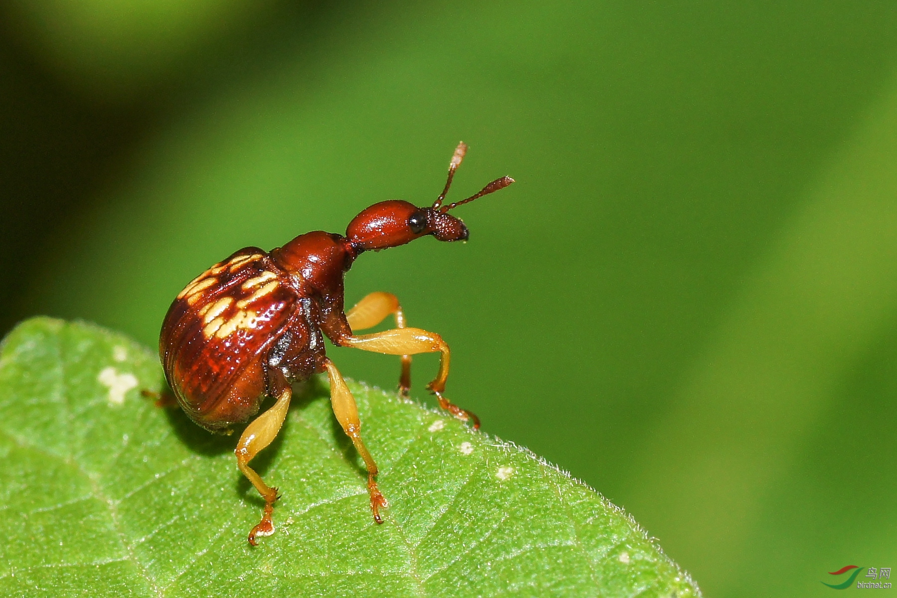 [昆虫] 微拍---黄斑卷象