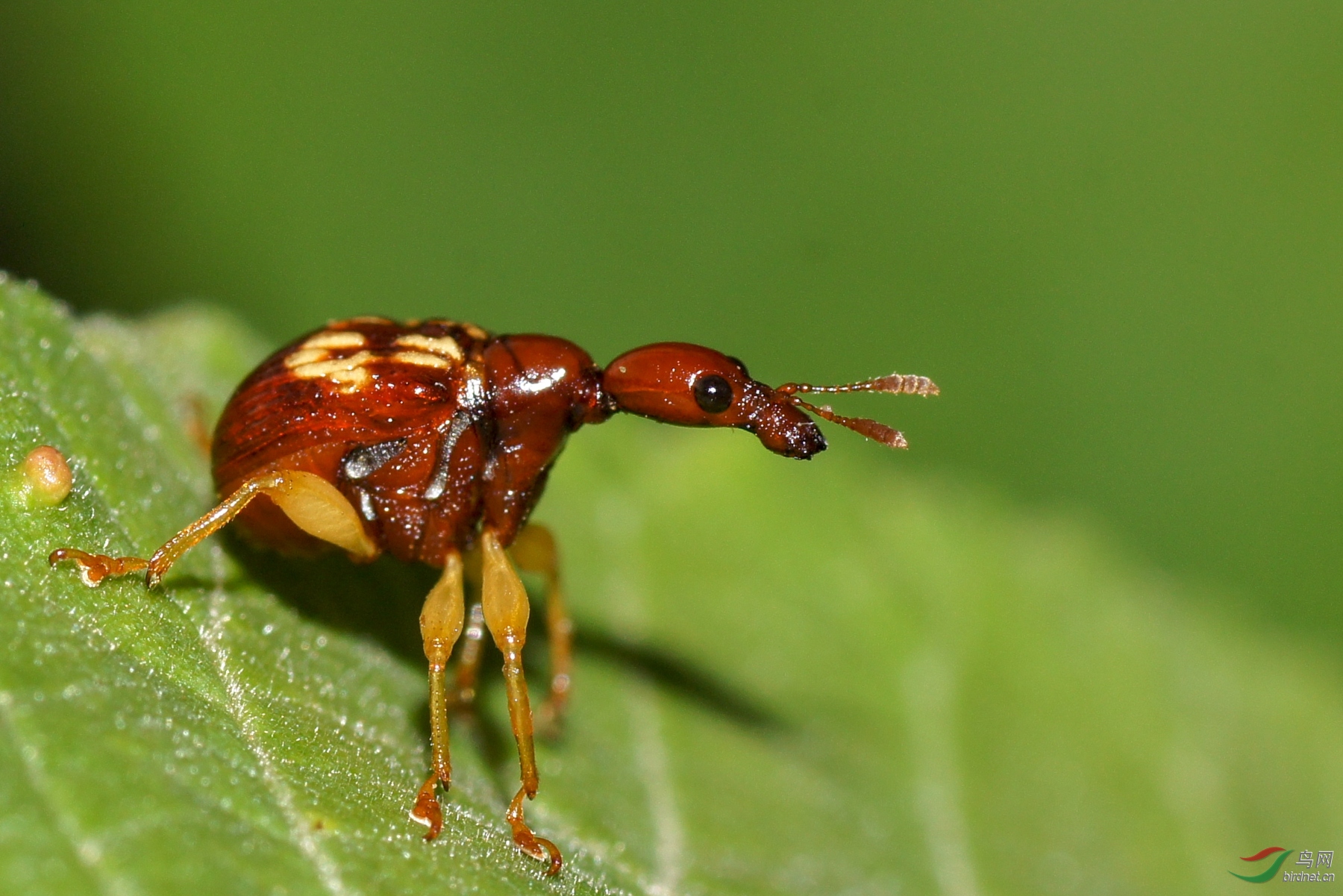 [昆虫] 微拍---黄斑卷象