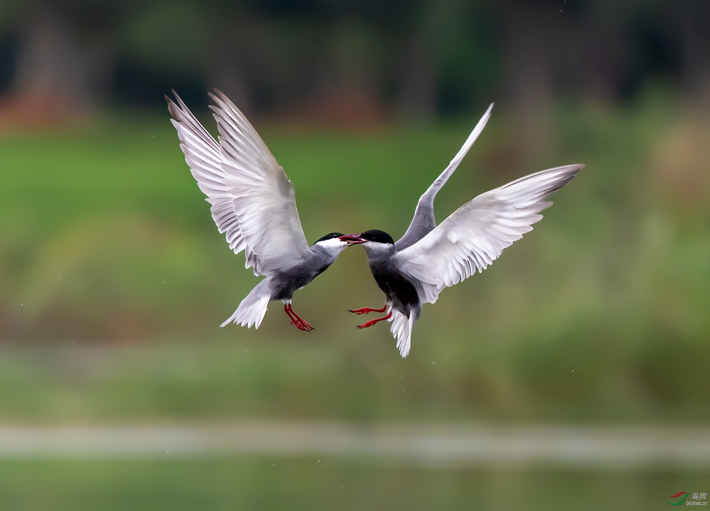 DSC_4059a.jpg