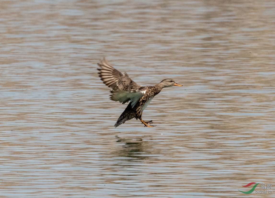 和林格尔新区拍野麻鸭