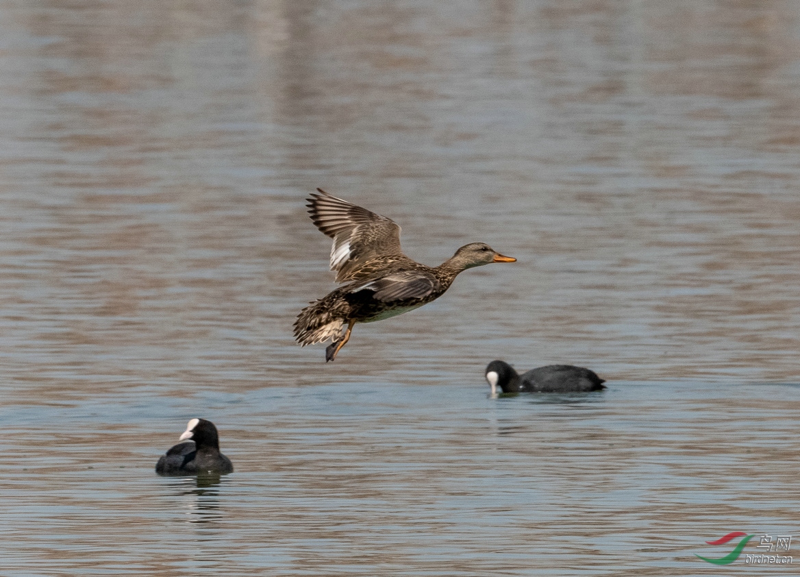 和林格尔新区拍野麻鸭