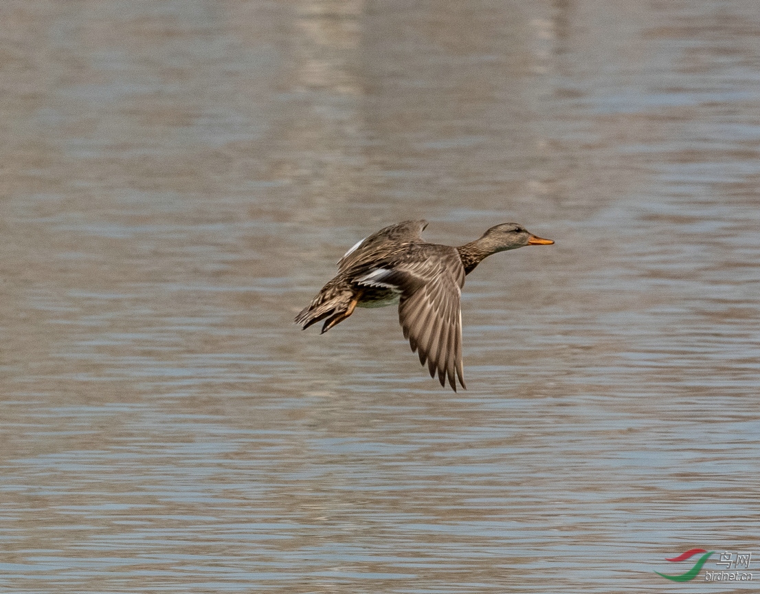 和林格尔新区拍野麻鸭