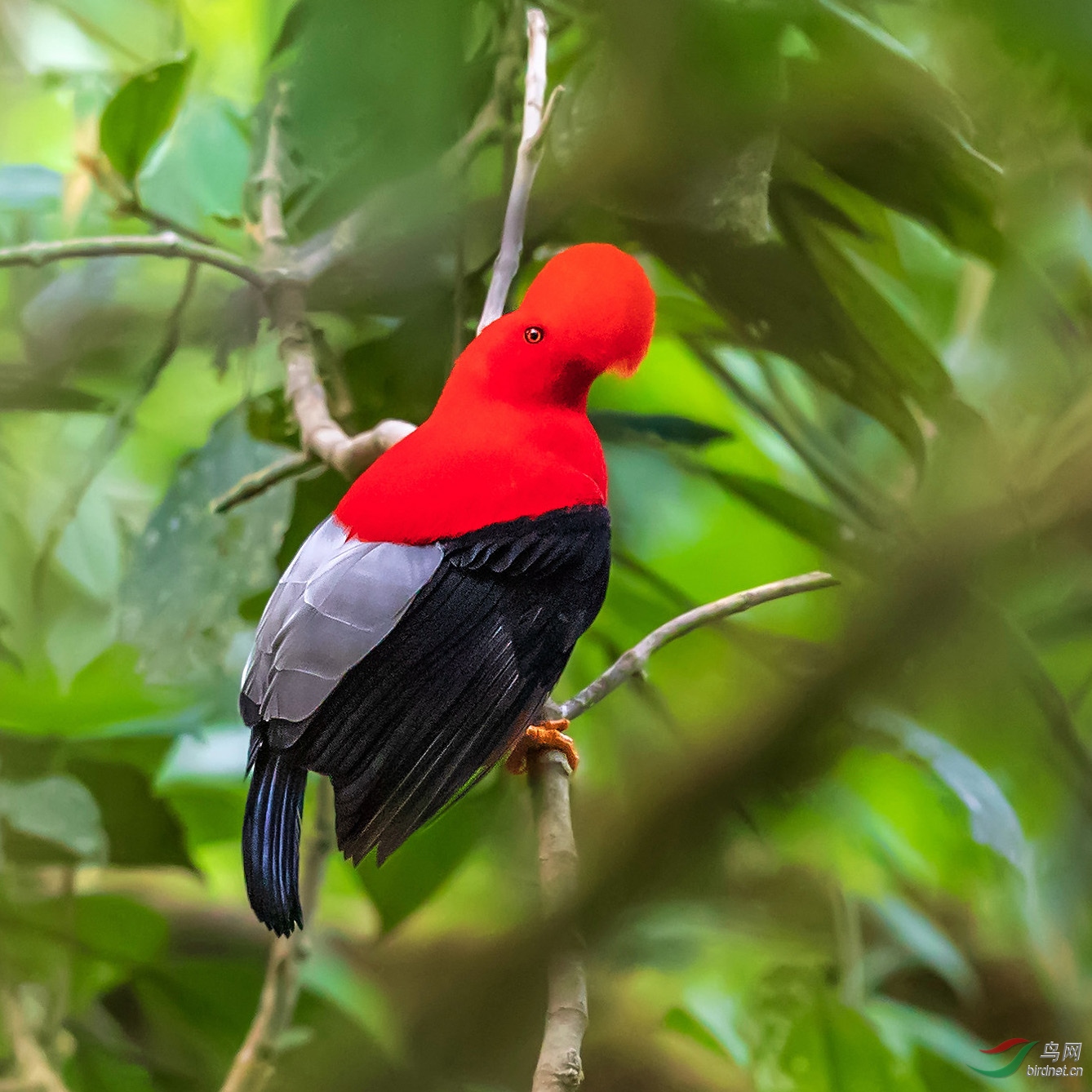 秘鲁国鸟安第斯动冠伞鸟祝荣获首页精华