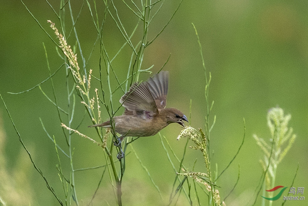 һֻ������������һ�ֲ�֪����ʳ��