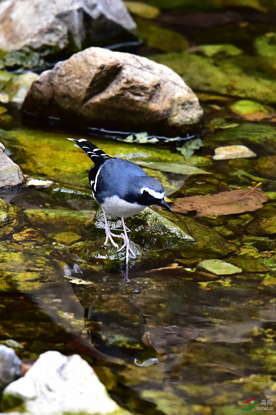 DSC_0701.JPG