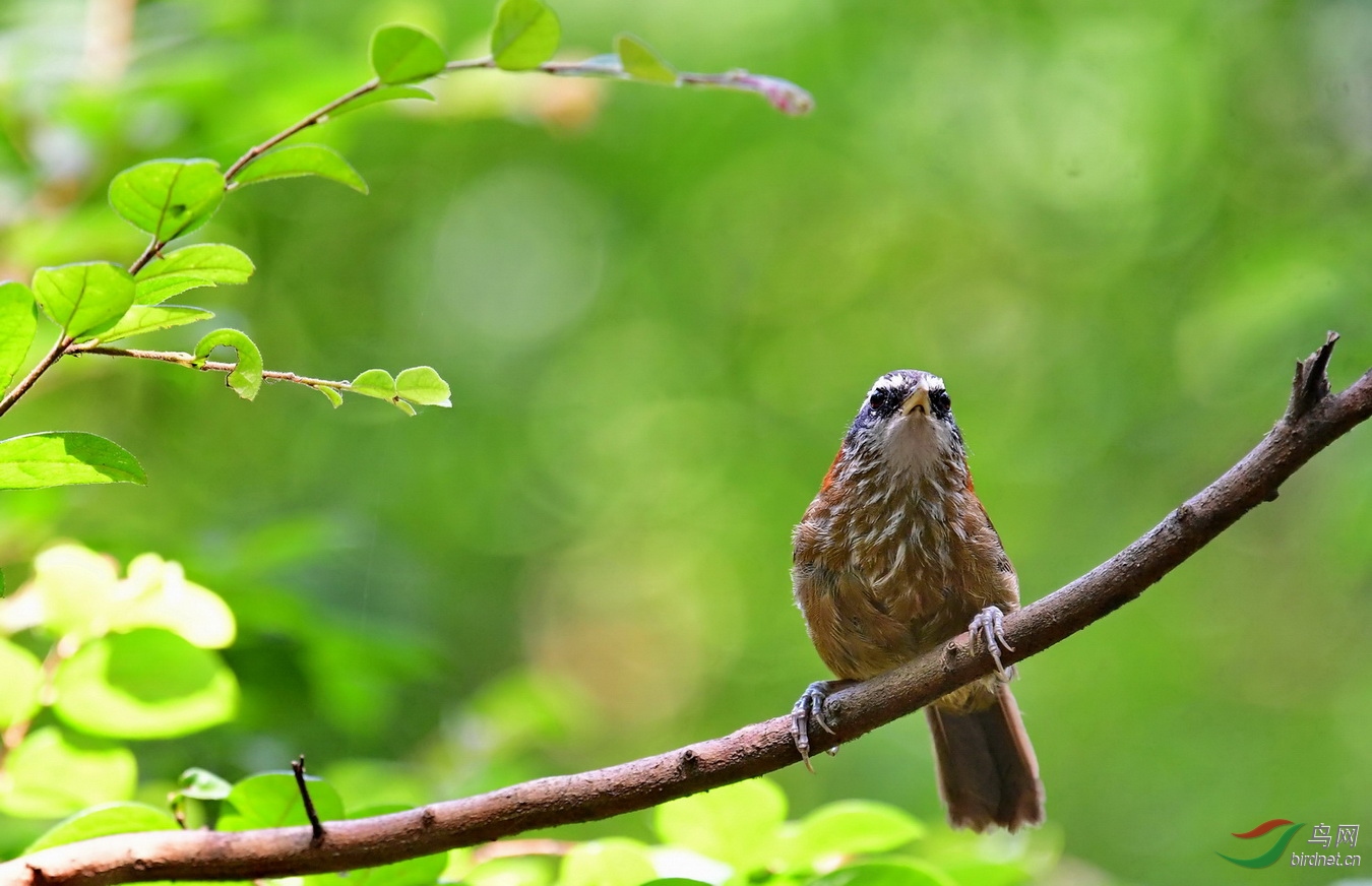 DSC_5579a.JPG