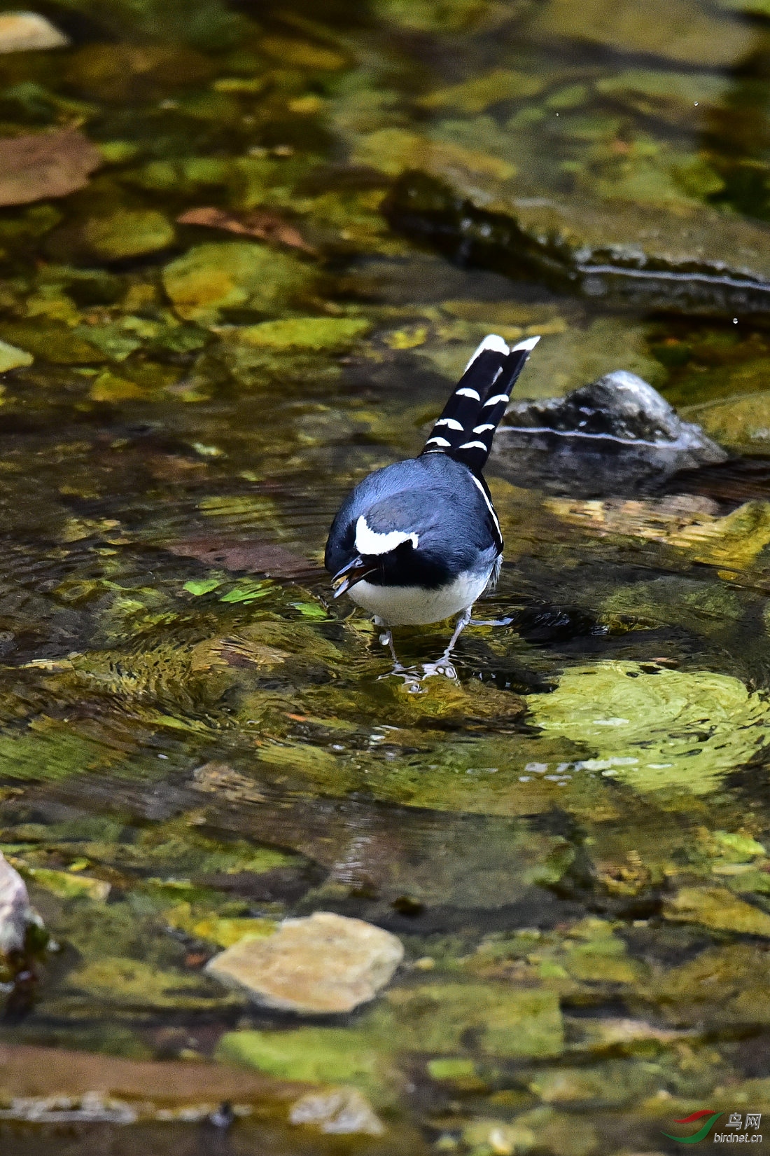 DSC_0704.JPG