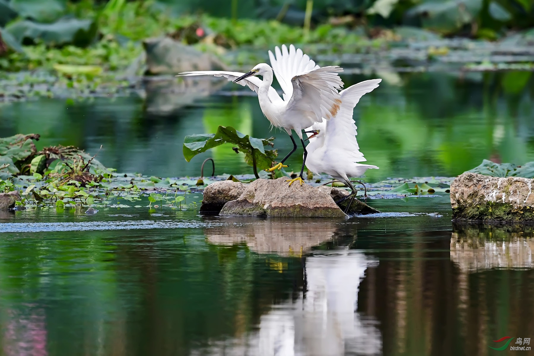 DSC_4465.jpg